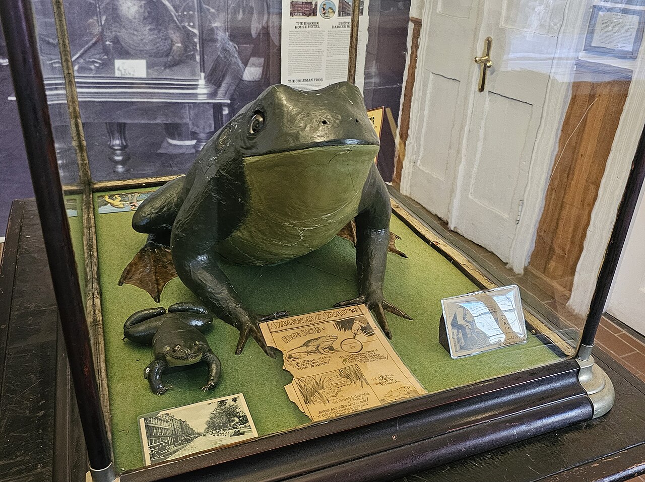 The Legend of the Coleman Frog: Fact or Folklore?
