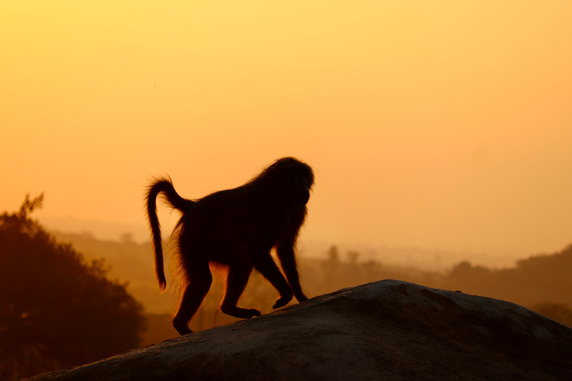 Babi, Ancient Egyptian Baboon God
