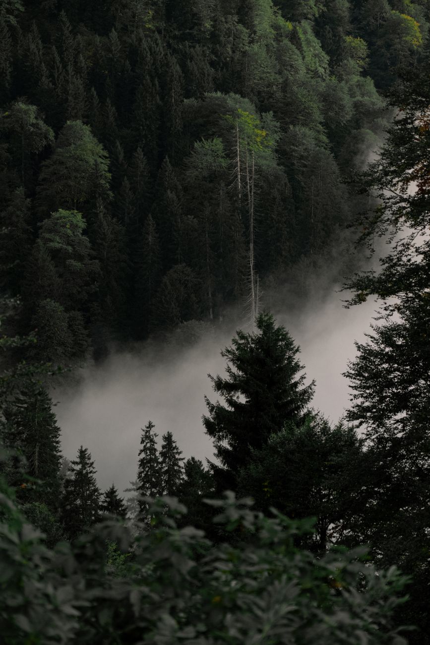 cloud in deep green forest