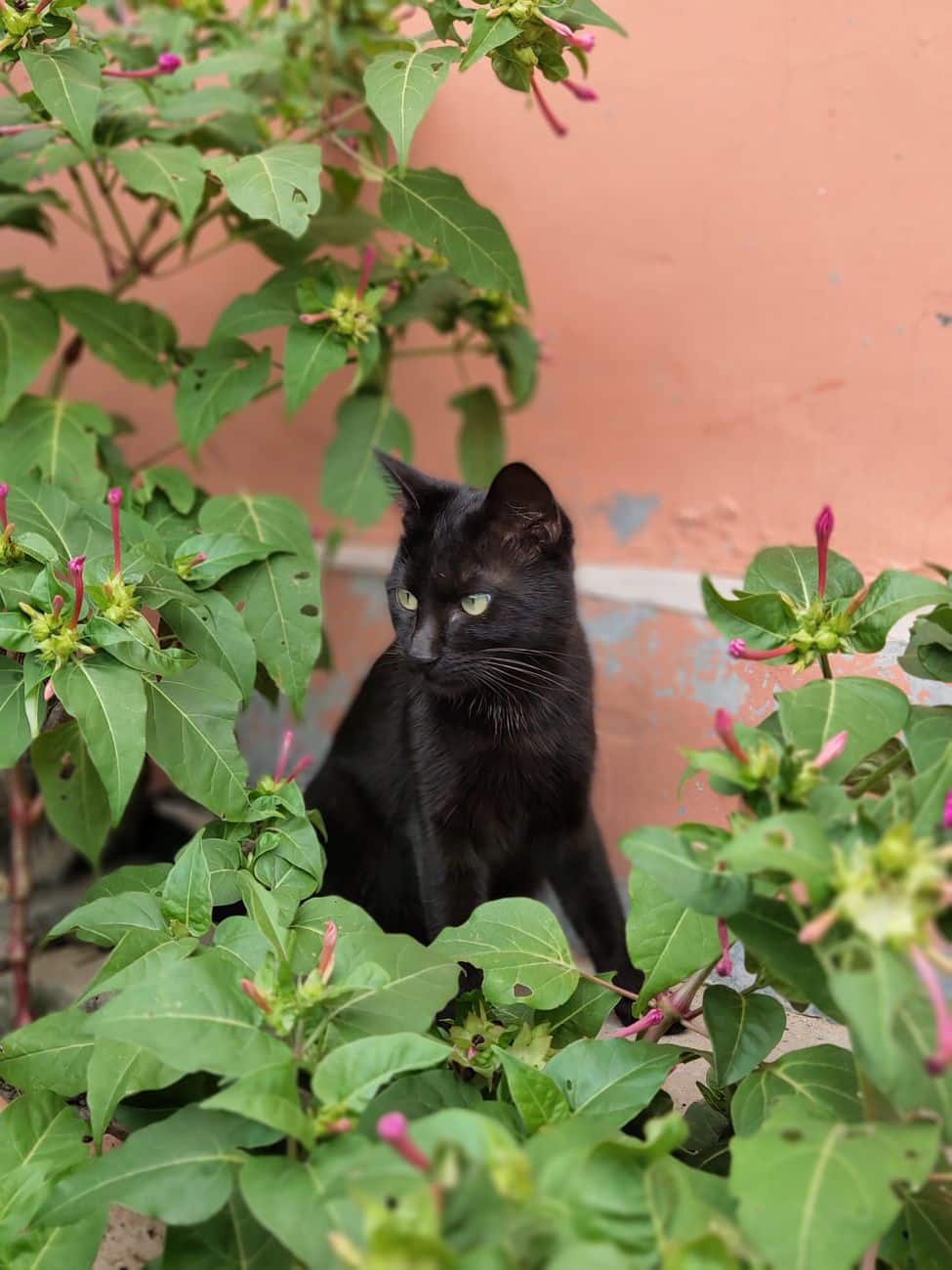 Matagot Legend: The French Black Cat That Brings Wealth